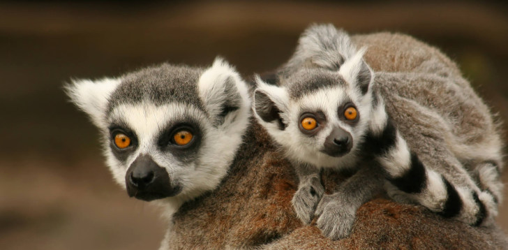 Lemur