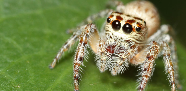 White-Spider